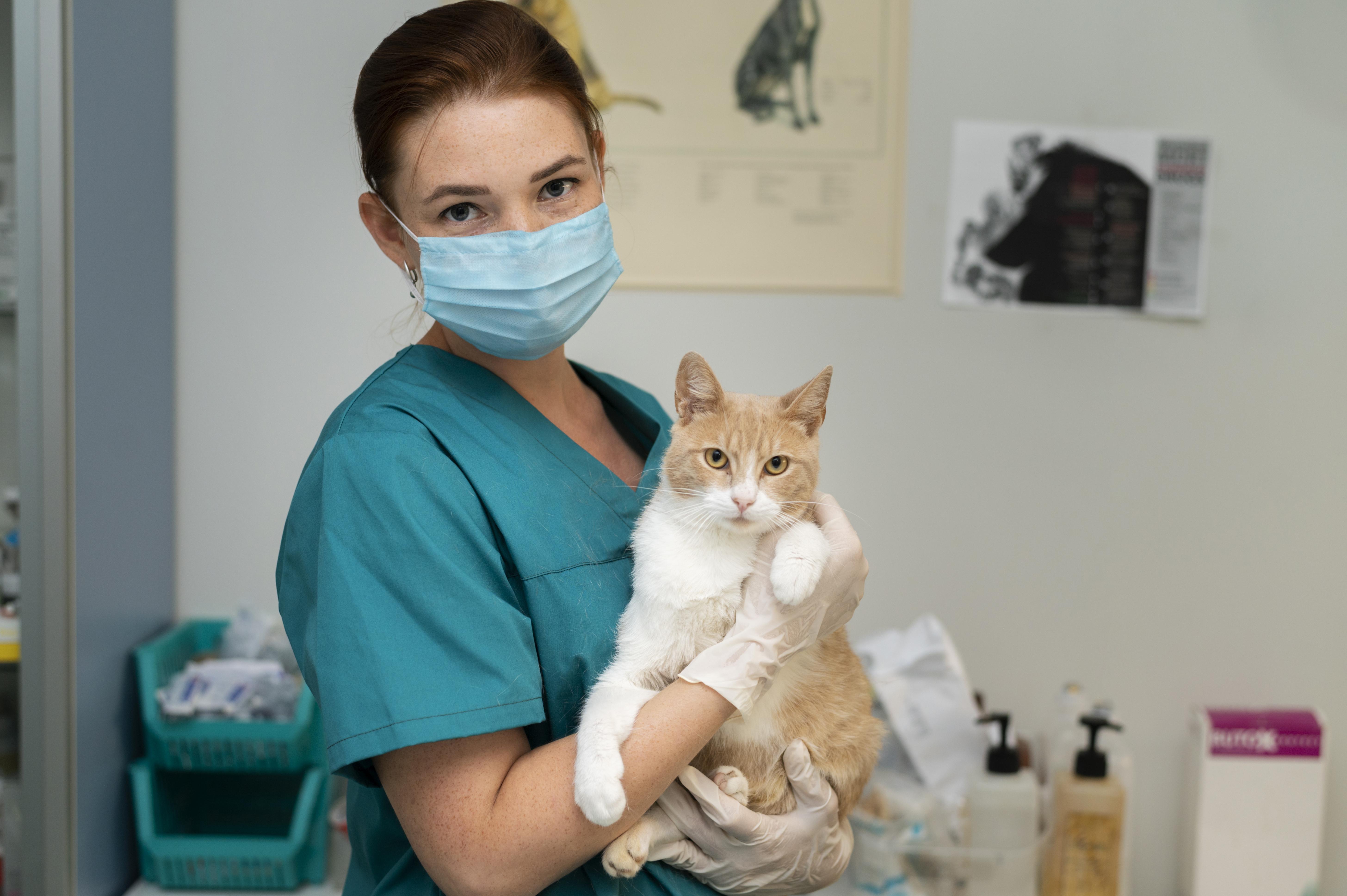 Illustration pour remboursement soins animaux